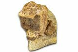 Fossil Hadrosaur Vertebrae in Sandstone - Wyoming #371516-2